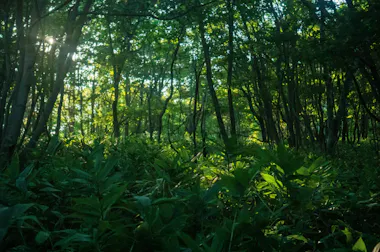 Noboribetsu Forest