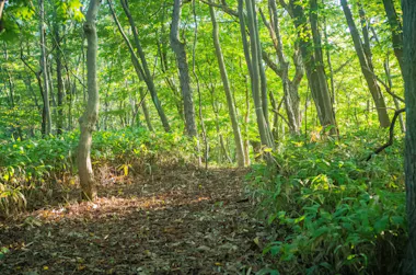 Noboribetsu Forest