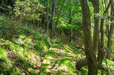 Bear Ridge Hiking
