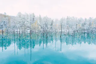 A serene, blue lake reflects leafless, snow-covered trees standing in and around the water under a pale, overcast sky, creating a tranquil winter landscape.