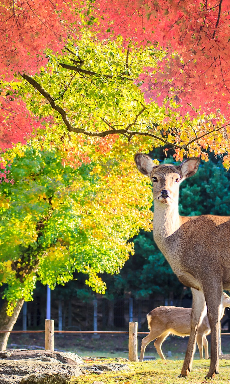 奈良公園(奈良の鹿公園) - Trip To Japan