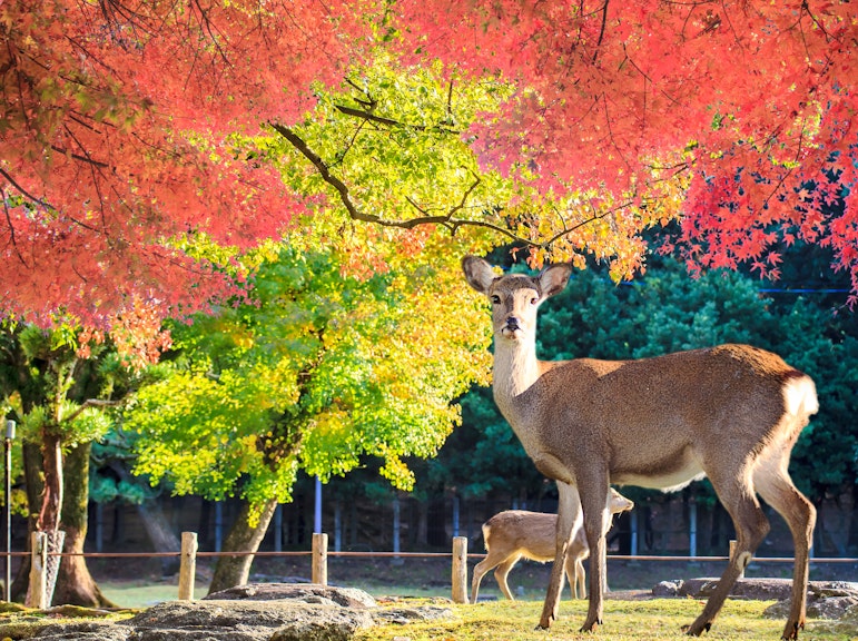 奈良半日トリップウォーキングツアー