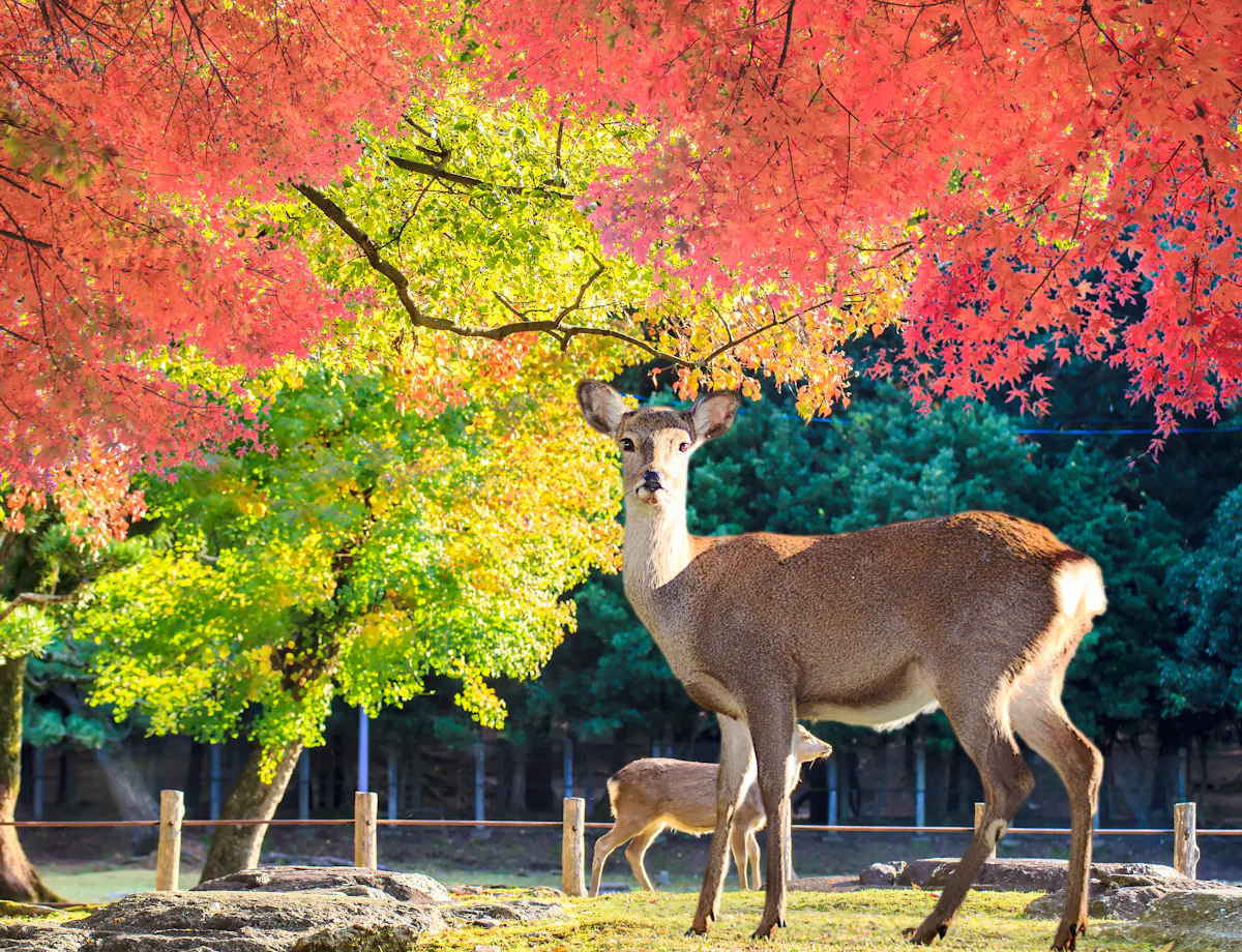 Nara Park Nara Park