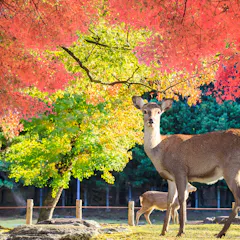 Nara Park A deer stands alert under vibrant red and orange autumn leaves, with another deer grazing nearby. Sunlight filters through the colorful trees, illuminating the peaceful park scene.