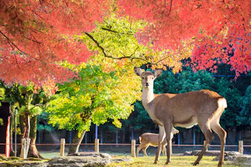 Nara Park A deer stands alert under vibrant red and orange autumn leaves, with another deer grazing nearby. Sunlight filters through the colorful trees, illuminating the peaceful park scene.