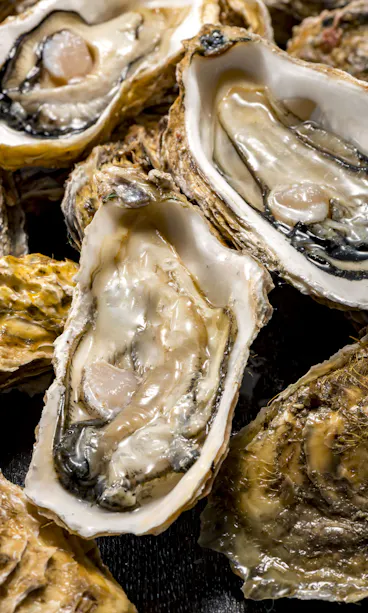 Hiroshima Oyster Hiroshima Oyster