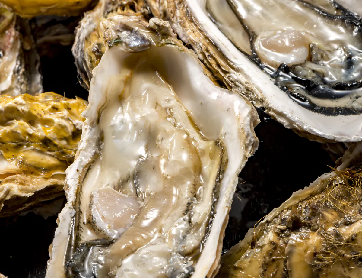 Hiroshima Oyster Hiroshima Oyster