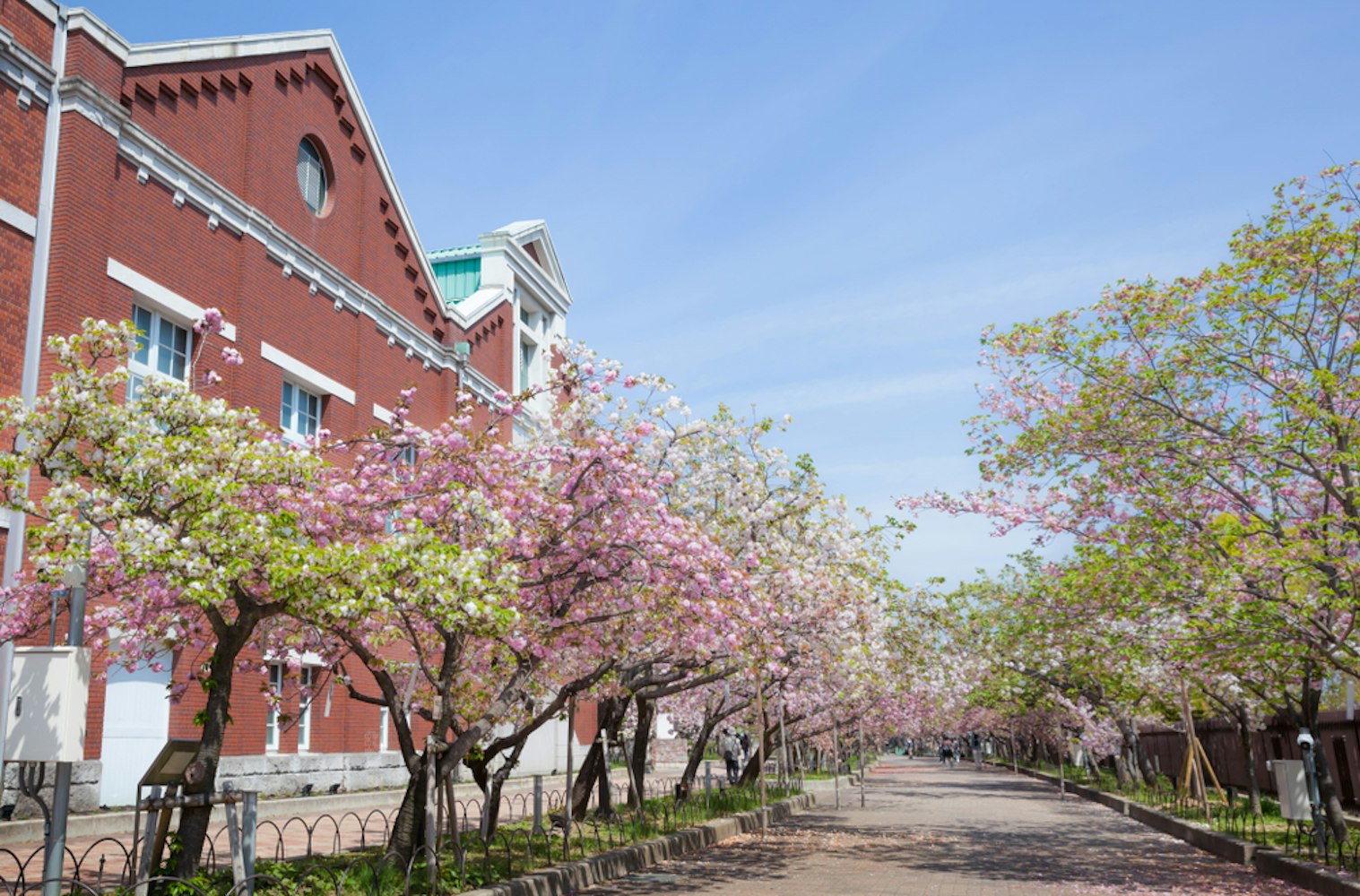 Mint Museum (Zohei hakubutsukan) and street with cherry trees blooming (Sakura No Torinuke) in Osaka