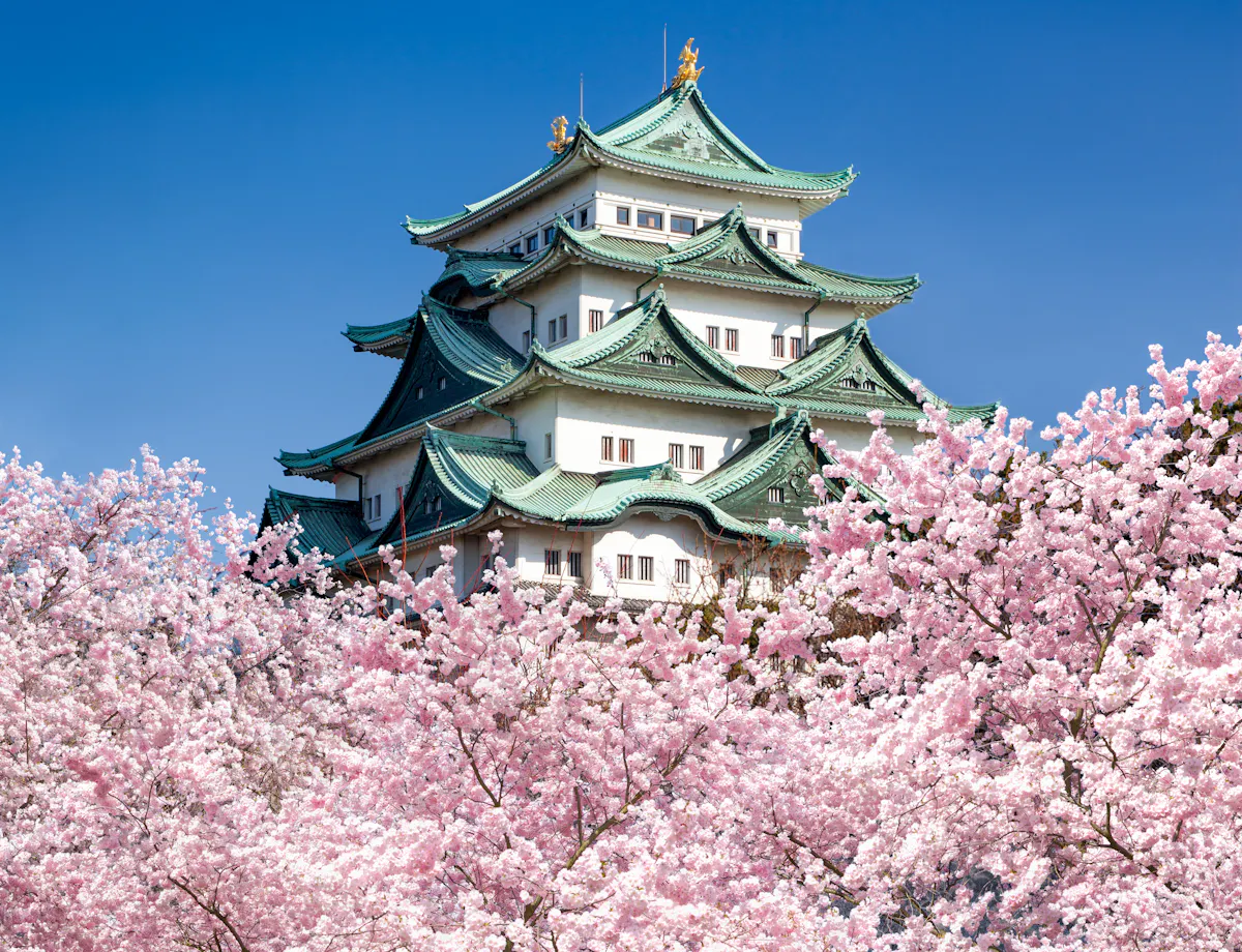 Nagoya Castle A traditional Japanese castle with green rooftops stands behind blooming cherry blossom trees under a clear blue sky.