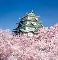 A traditional Japanese castle with green rooftops stands behind blooming cherry blossom trees under a clear blue sky.