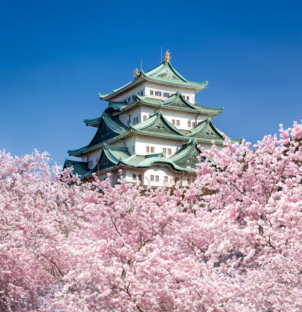 A traditional Japanese castle with green rooftops stands behind blooming cherry blossom trees under a clear blue sky.