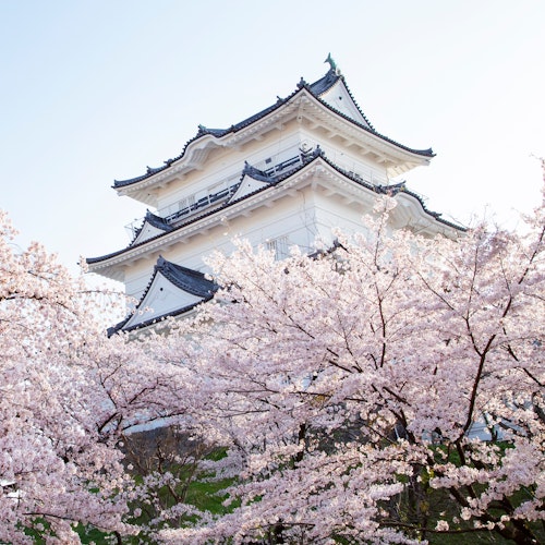 Odawara A white Japanese castle rises behind blooming cherry blossom trees under a clear blue sky, capturing a serene spring scene.