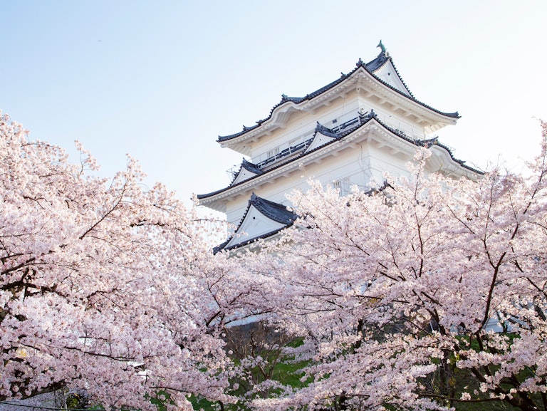Odawara A white Japanese castle rises behind blooming cherry blossom trees under a clear blue sky, capturing a serene spring scene.