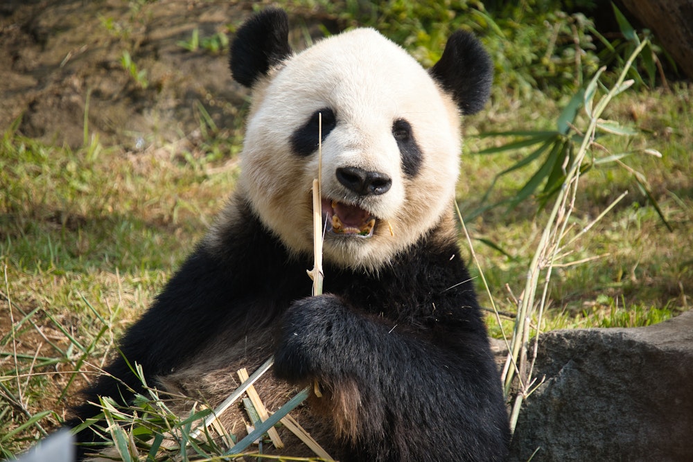 Ueno Zoo