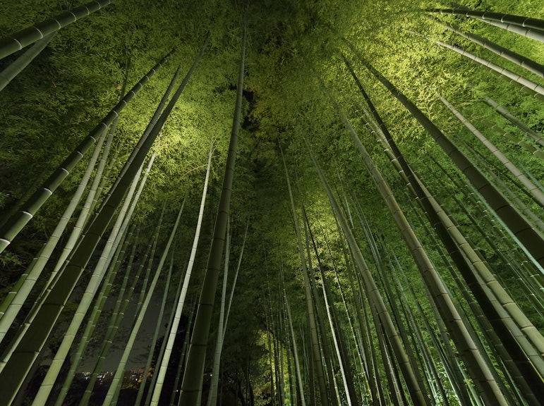 그림자와 영혼: 교토 아라시야마 대나무 숲에서의 밤의 유령 사냥