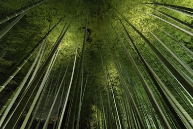 Arashiyama Bamboo Grove