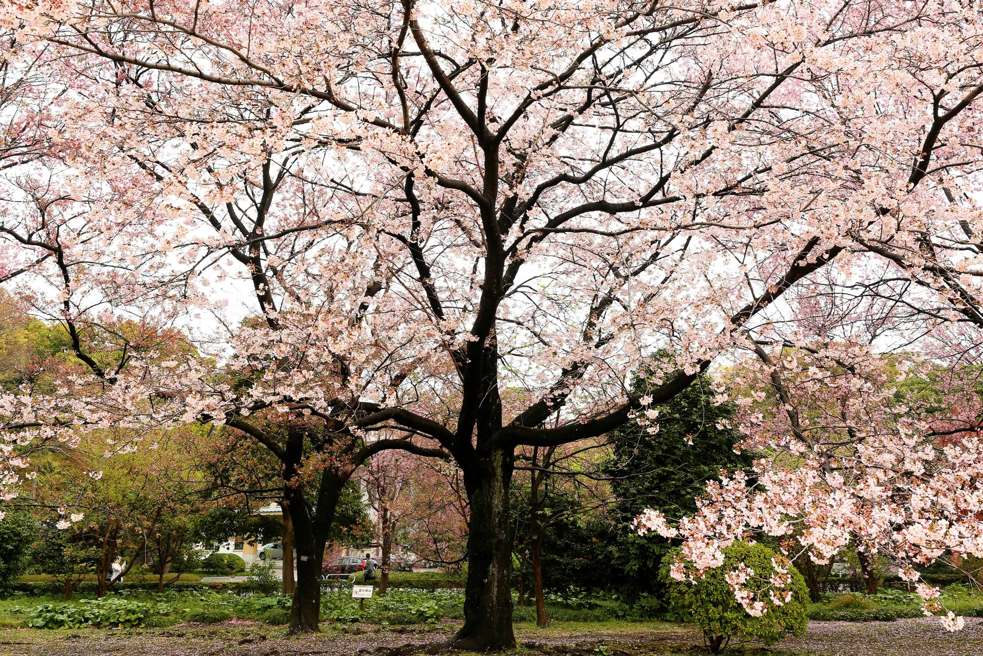 Imperial Palace Gardens