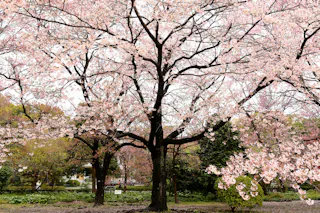 Imperial Palace Gardens