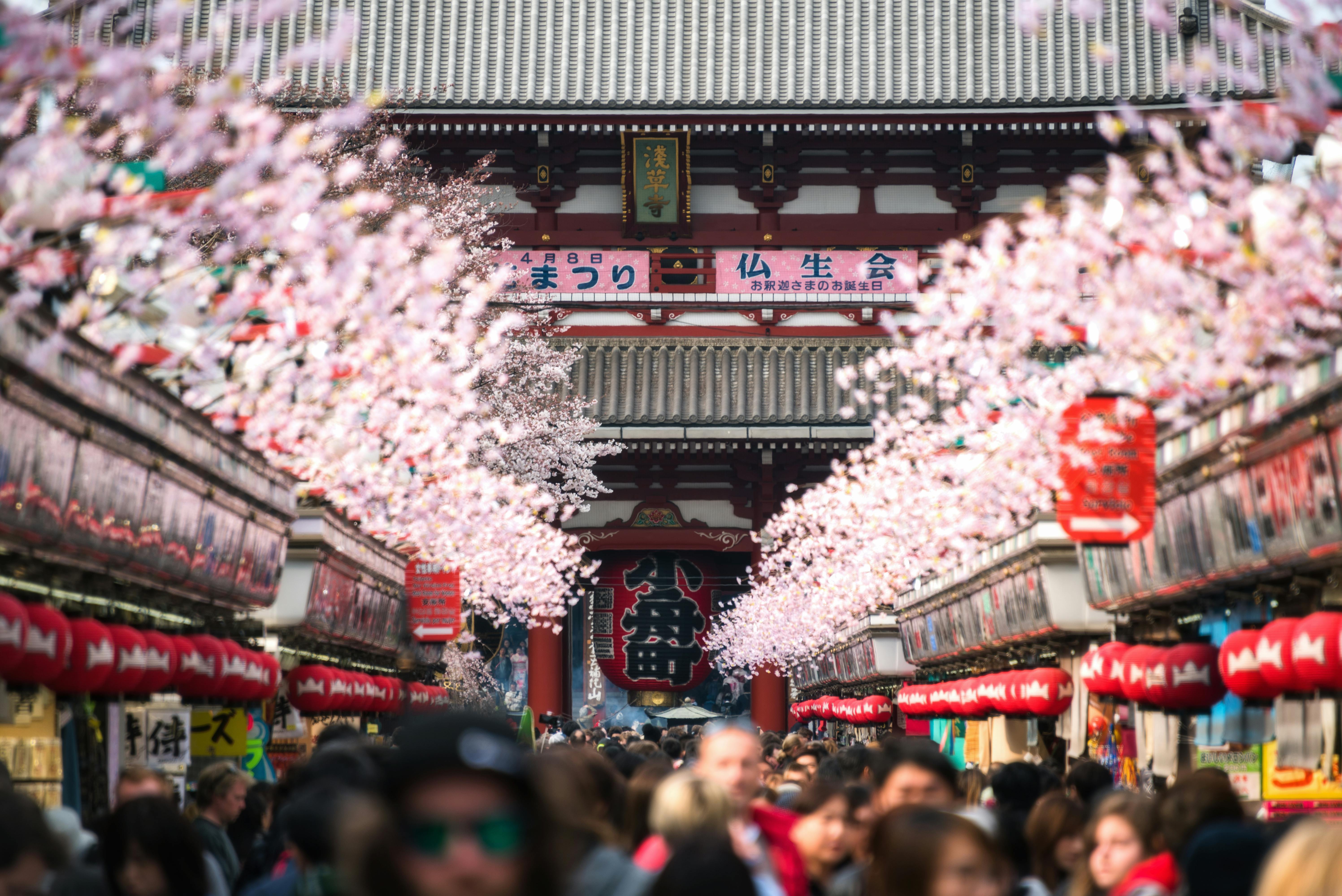 A crowded street lined with cherry blossom trees and red lanterns leads to a traditional Japanese temple with ornate architecture. Many people are walking, and the scene feels festive and lively.