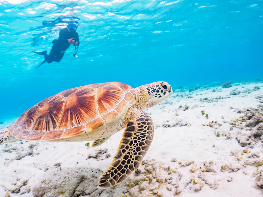 Snorkeling