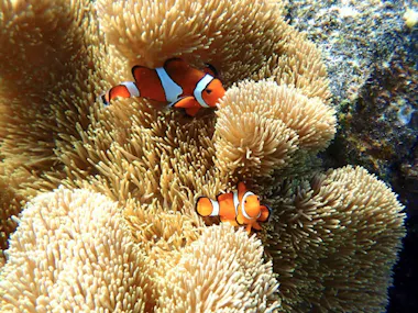 Snorkeling