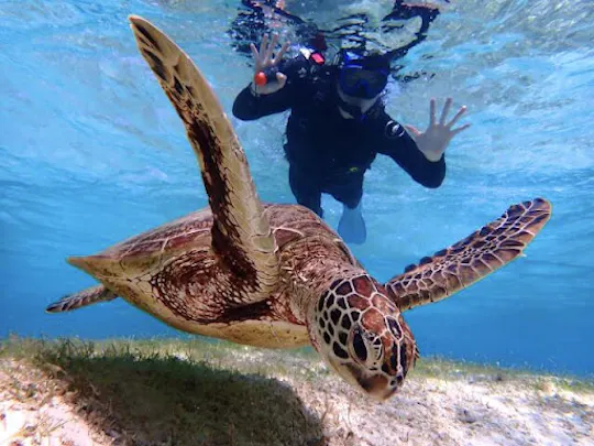 Snorkeling