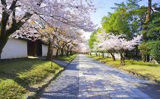 A paved stone path lined with cherry blossom trees in full bloom, with green grass and leafy trees on both sides, under a clear blue sky in a peaceful setting.