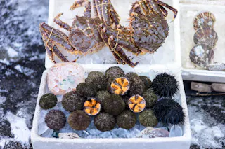 Fresh seafood is displayed on ice in white foam boxes, including two spiky crabs, several sea urchins with some cut open to show orange insides, and a few shellfish, all set on a frosty surface.