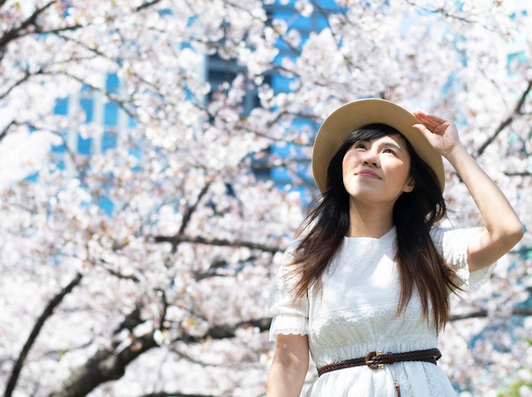 벚꽃 명소, 아사쿠사, 우에노, 야나카