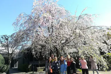 Tokyo Cherry Blossoms