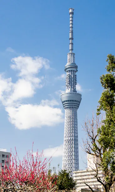 Skytree Tokyo Skytree towers against a blue sky with scattered clouds, surrounded by trees, blooming pink flowers, and nearby buildings.