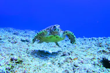 Sea Turtle