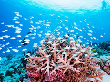 Snorkeling