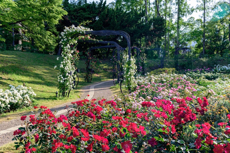 Landscape of rose garden at Osaka Utsubo Park, Japan