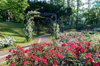 A garden pathway curves through colorful blooming roses, with green arches covered in climbing flowers and trees in the background on a sunny day.