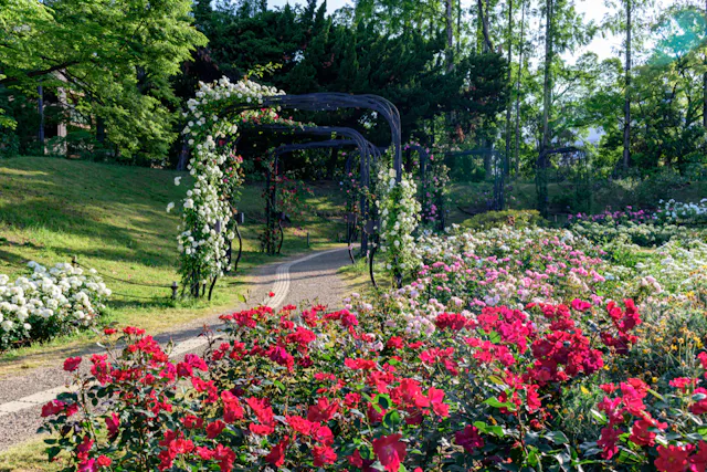 A garden pathway curves through colorful blooming roses, with green arches covered in climbing flowers and trees in the background on a sunny day.