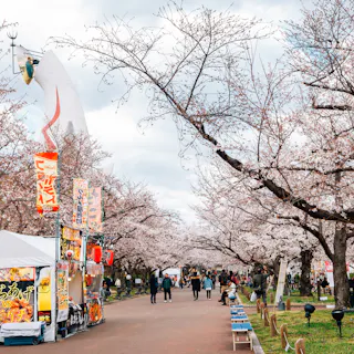 Street food stalls with cherry blossoms at Expo '70 Commemorative Park Cherry blossom trees line a park walkway with people strolling. Food stalls with colorful signs are set up along the path. In the background, a tall white sculpture rises above the trees under a cloudy sky.