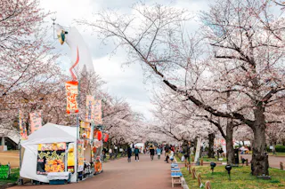 Cherry blossom trees line a park walkway with people strolling. Food stalls with colorful signs are set up along the path. In the background, a tall white sculpture rises above the trees under a cloudy sky.