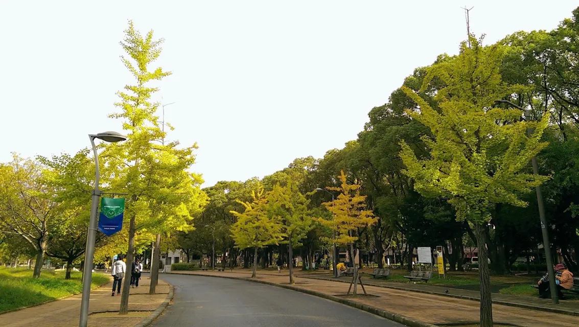A beautiful yellow green ginkgo trees path on a fresh day at Nagai park botanical garden