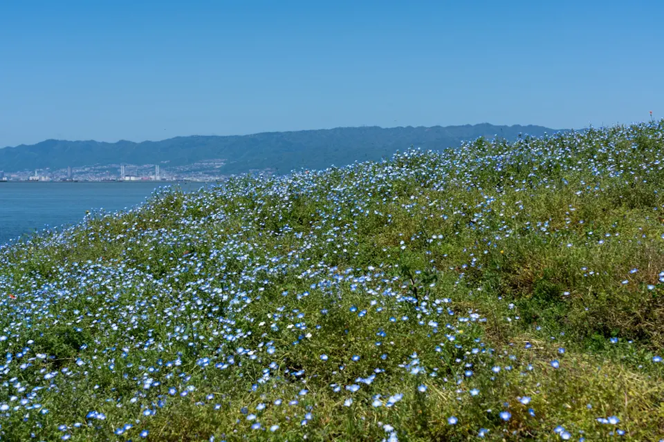 Nemophila Festival at Osaka Maishima Seaside Park