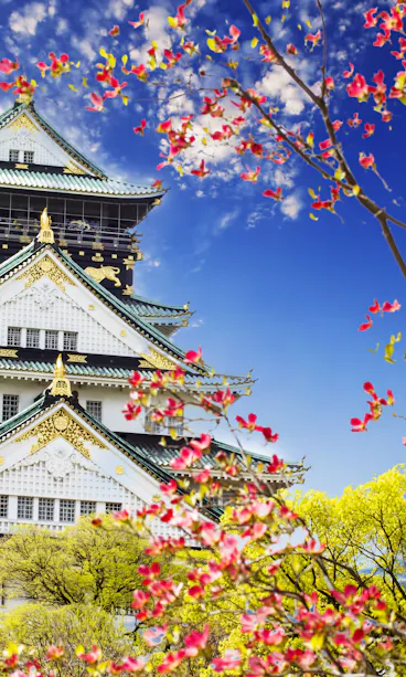 Osaka Castle Osaka Castle in Japan, with ornate white walls and green roofs, stands against a blue sky. Pink cherry blossoms and green trees are in the foreground, adding vibrant color to the scene.