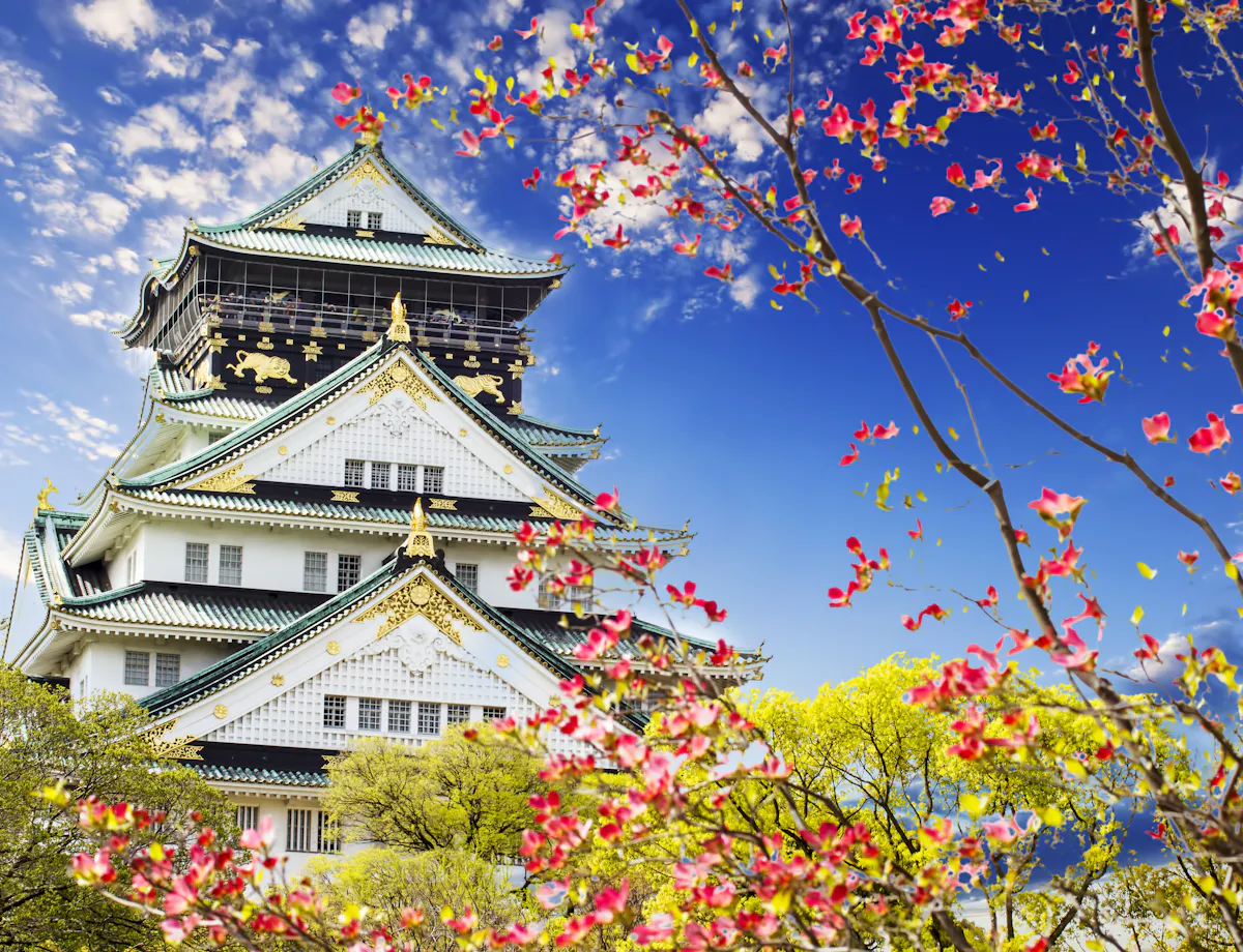 Osaka Castle Osaka Castle in Japan, with ornate white walls and green roofs, stands against a blue sky. Pink cherry blossoms and green trees are in the foreground, adding vibrant color to the scene.
