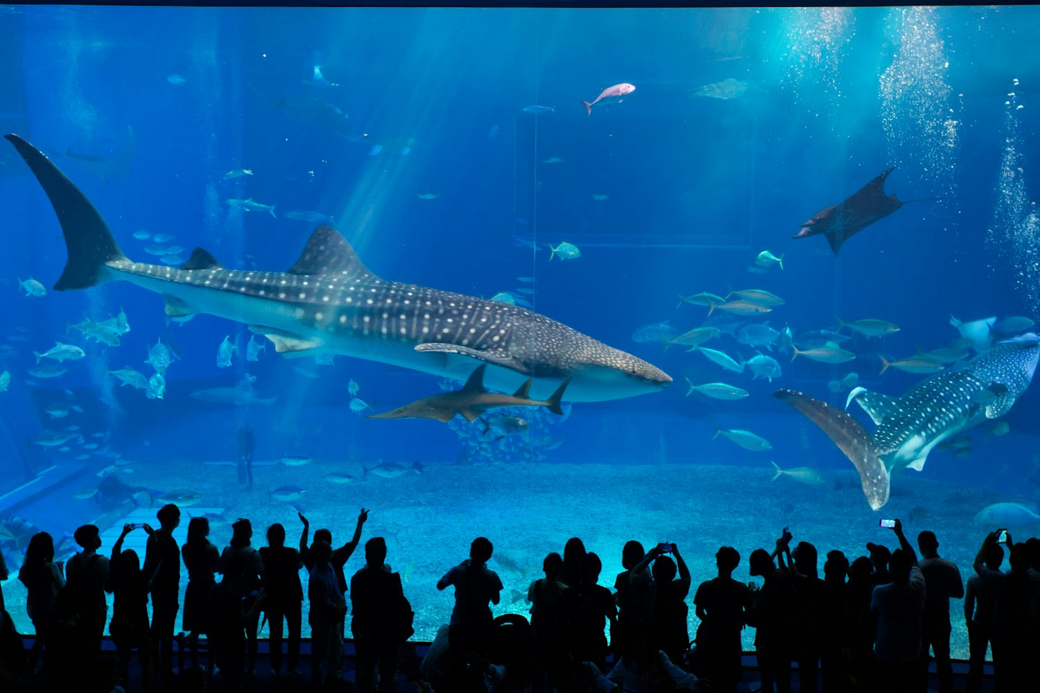 Okinawa Churaumi Aquarium