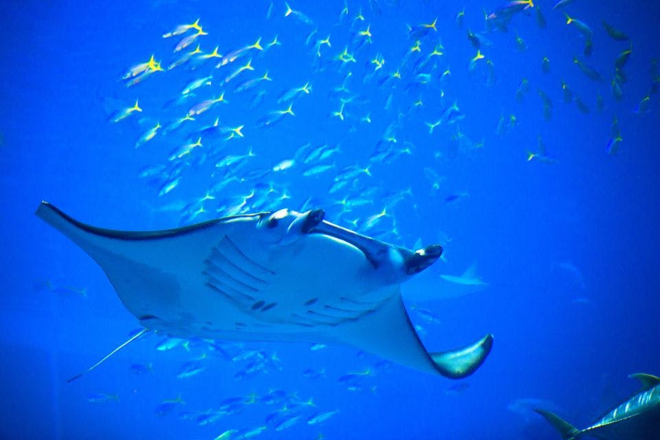 A large manta ray swims gracefully in blue water, with a school of small yellow fish surrounding it in the background.