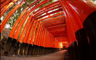 A pathway lined with vibrant red-orange torii gates creates a tunnel-like effect, leading through a wooded area with sunlight filtering through the trees above.