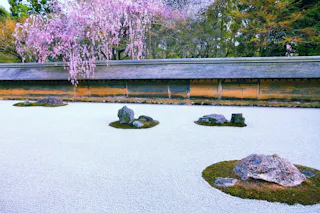 A traditional Japanese rock garden with raked white gravel, several groups of rocks on moss patches, and a blossoming cherry tree with pink flowers near a long earthen wall in the background.