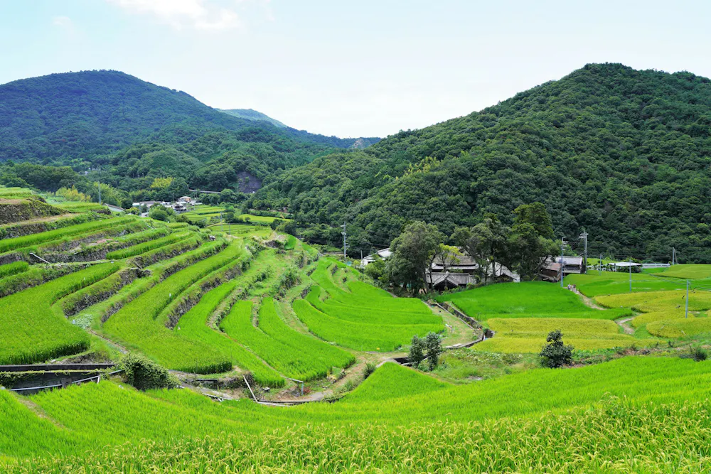 Nakayama Senmaida