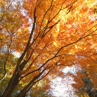 Rokko Alpine Botanical Garden Tall trees with branches covered in vibrant orange and yellow autumn leaves are seen from below, with sunlight filtering through the foliage against a blue sky.