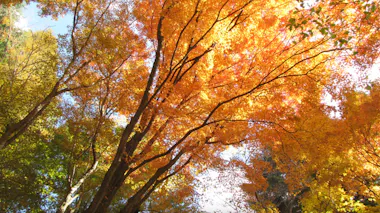 Tall trees with branches covered in vibrant orange and yellow autumn leaves are seen from below, with sunlight filtering through the foliage against a blue sky.