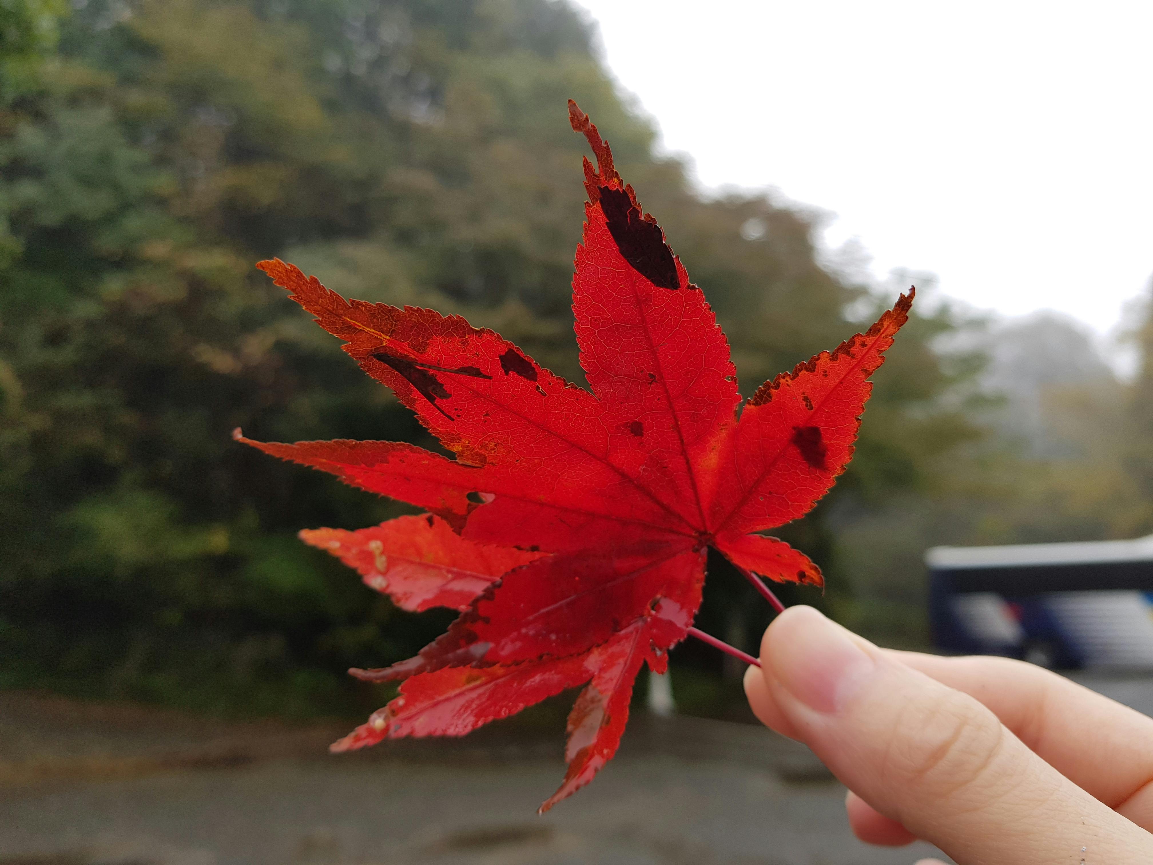 A hand holds up a vivid red maple leaf with jagged edges against a blurred background of trees and overcast sky.